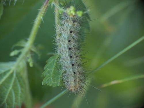 Diaphora mendica